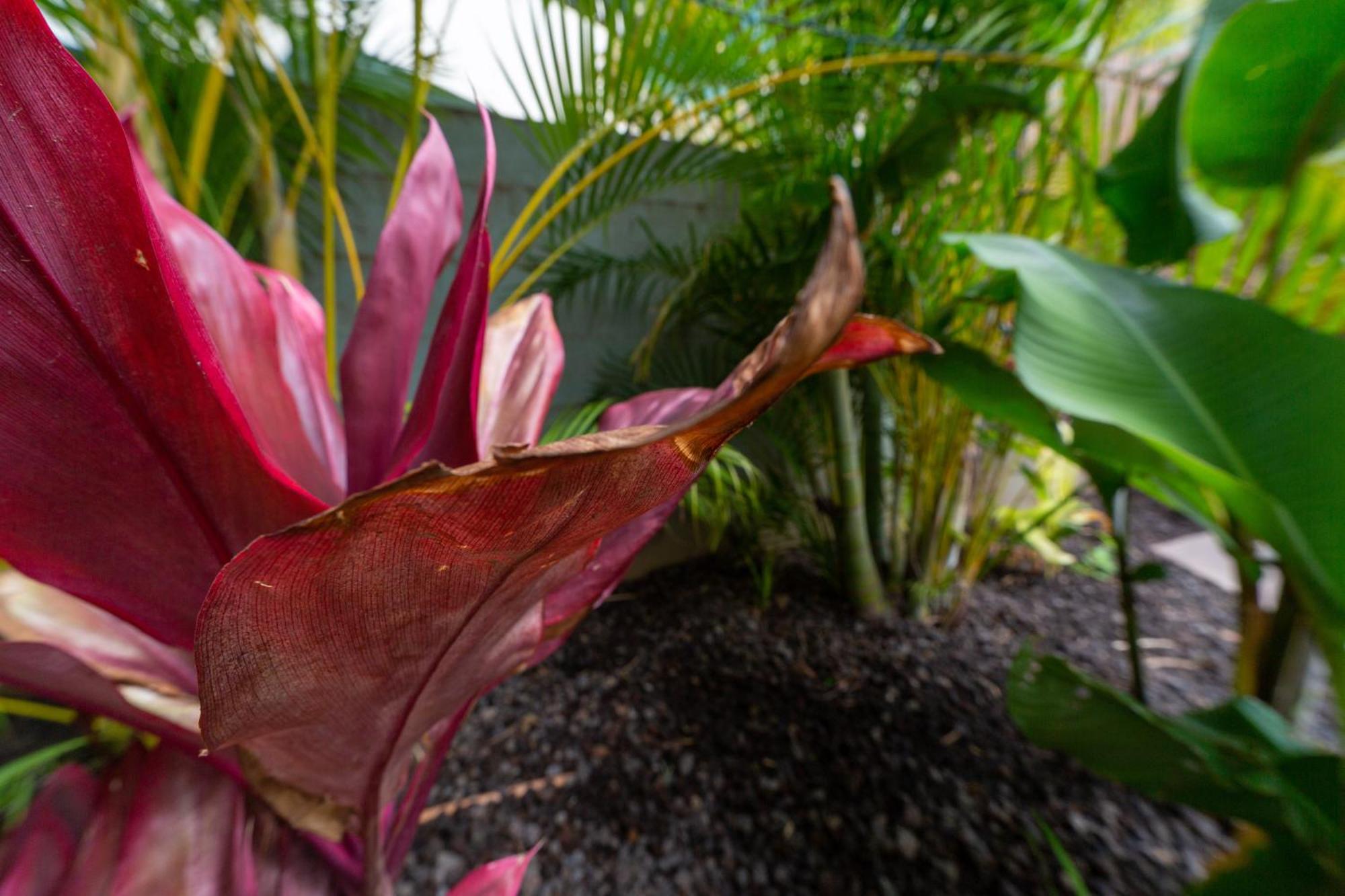 Orchid Suite In South Maui, Across From The Beach, 1 Bedroom Sleeps 4 Kihei Exteriér fotografie